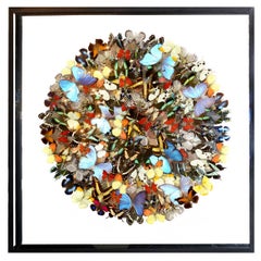 Butterflies Multicolors Arranged Under Framework