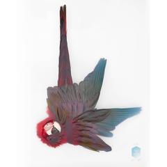 Impression d'art intitulée « Unknown Pose by Green-winged Macaw » (Pose inconnu à ailes vertes) par Sinke & van Tongeren