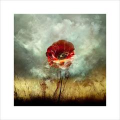 War Poppy 1, 2015 Contemporary Photograph by Giles Revell