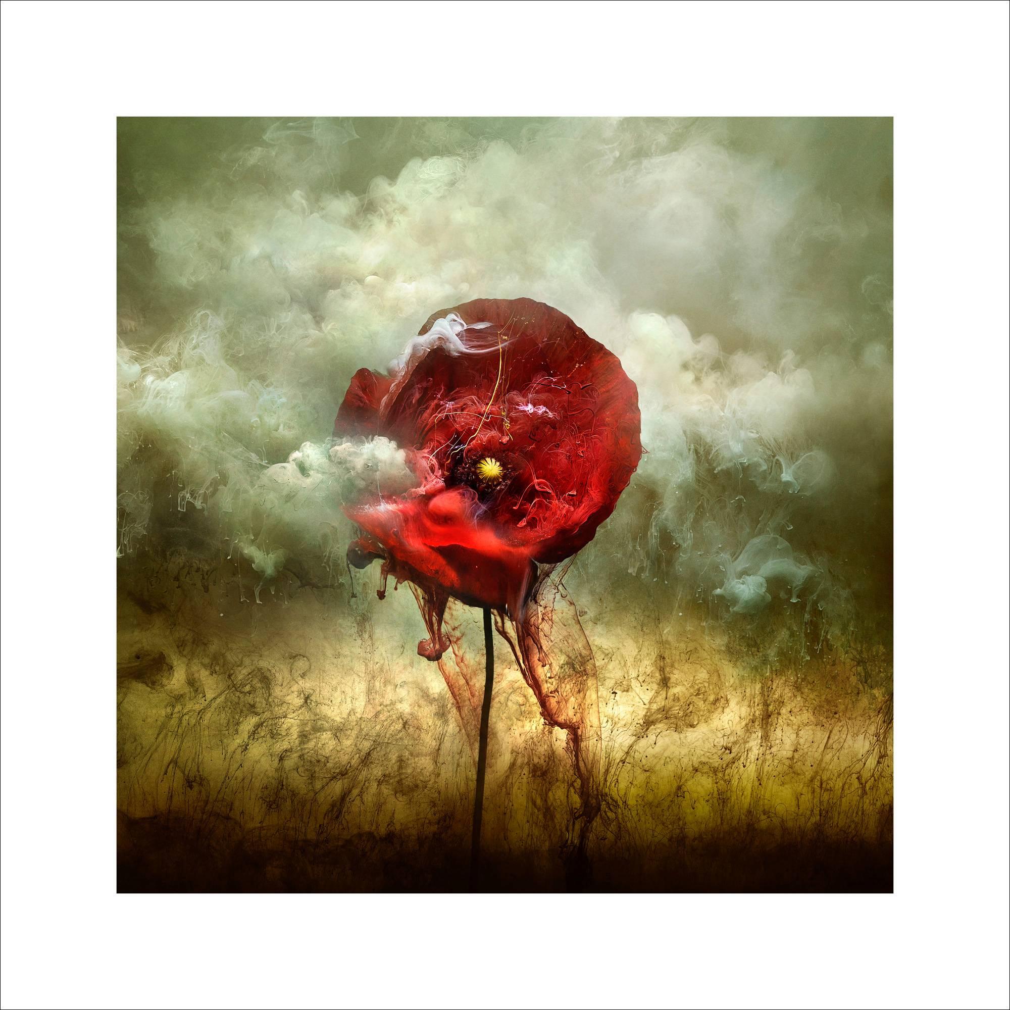 War Poppy 2, 2015 Contemporary Photograph by Giles Revell For Sale