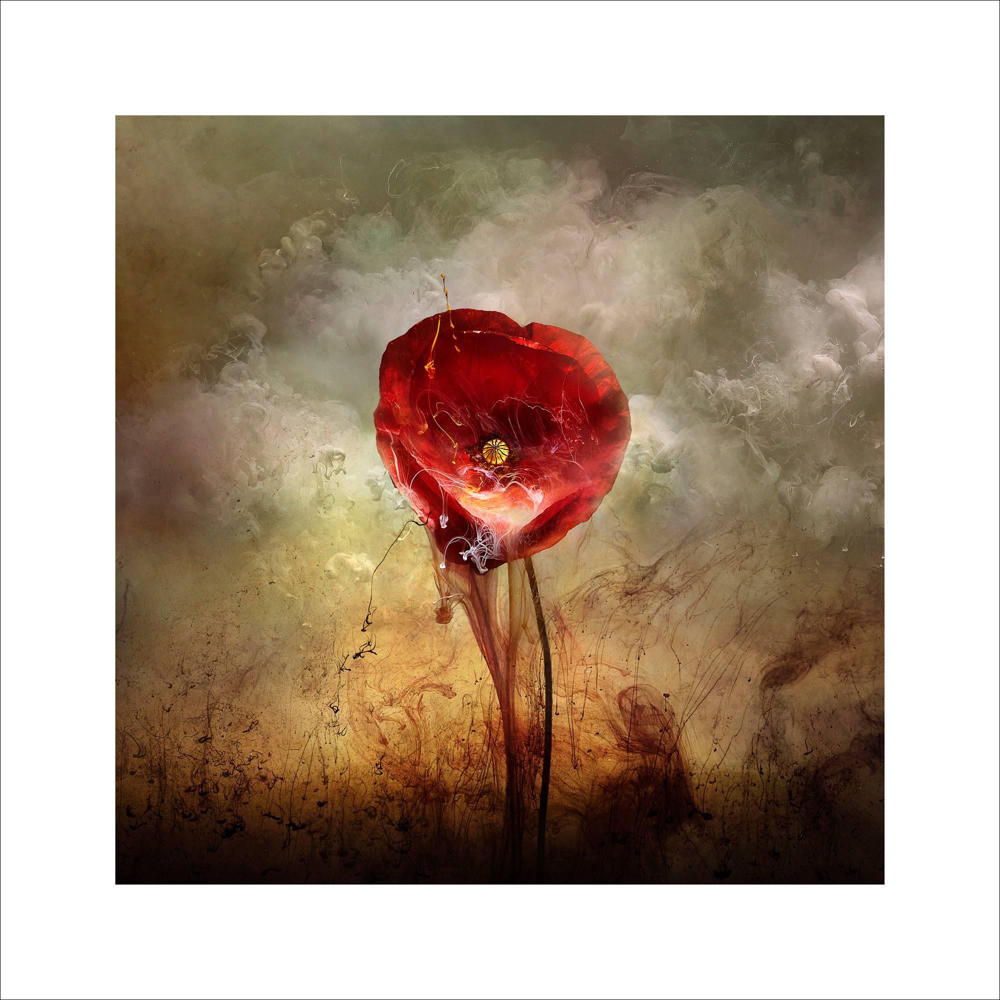 War Poppy 4, 2015 Contemporary Photograph by Giles Revell For Sale