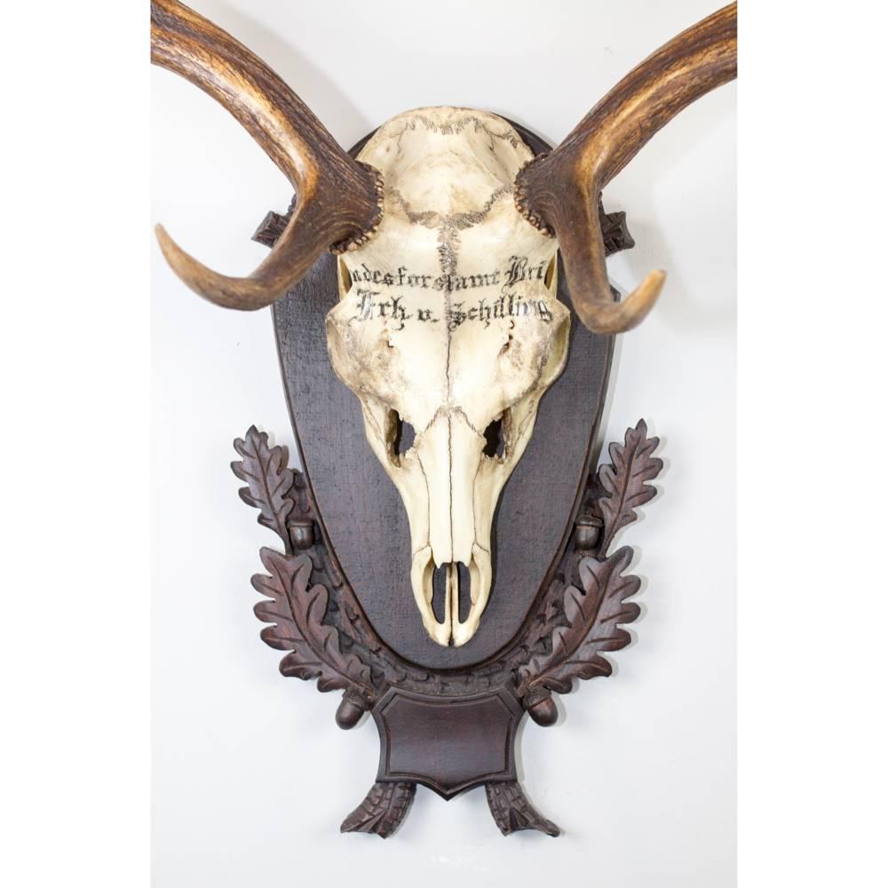 Black Forest 19th Century Fallow Deer Trophy from the Baron von Schilling of Germany