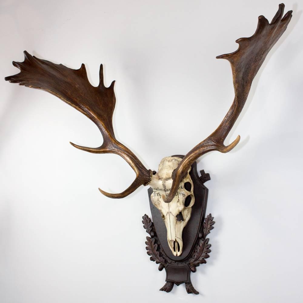 These 19th century German fallow deer hunting trophies are mounted on the original Black Forest plaque. Original writing featured on the skull attributes these to the Baron von Schilling of Germany. There are three total, and these can be purchased