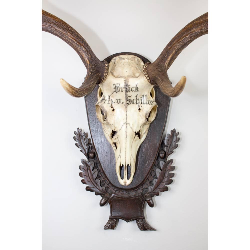 Carved 19th Century Fallow Deer Trophy from the Baron von Schilling of Germany