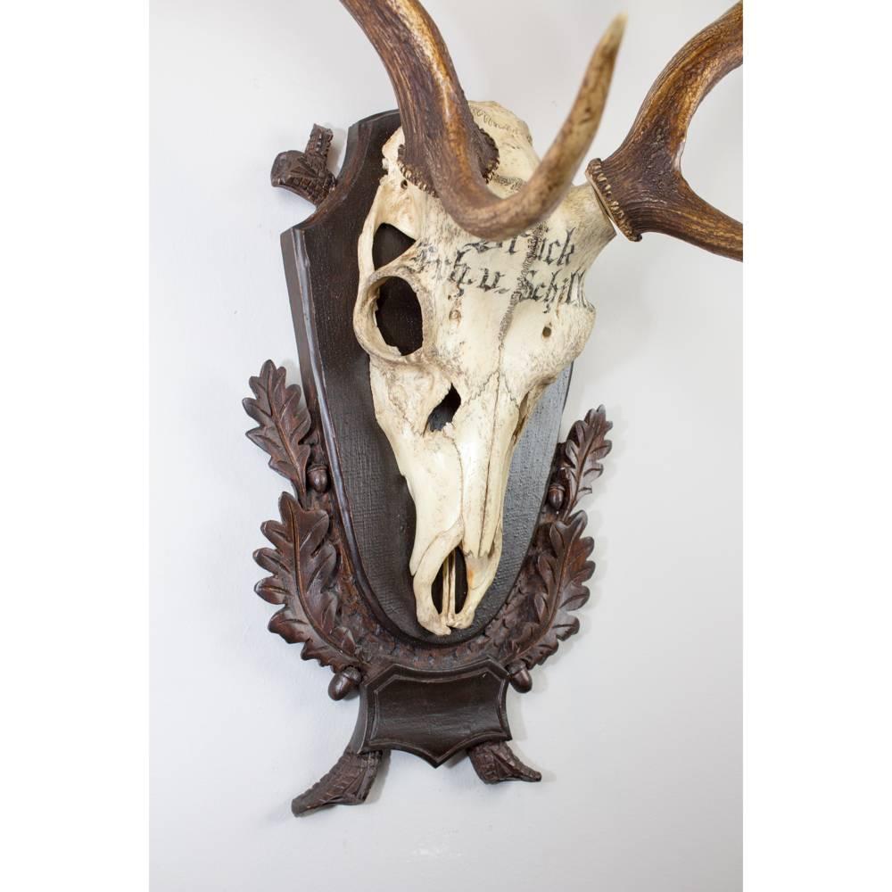 Antler 19th Century Fallow Deer Trophy from the Baron von Schilling of Germany