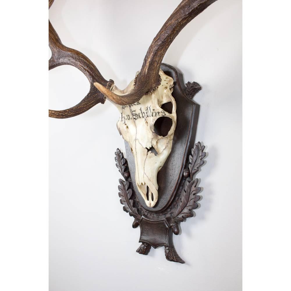 19th Century Fallow Deer Trophy from the Baron von Schilling of Germany In Excellent Condition In Houston, TX