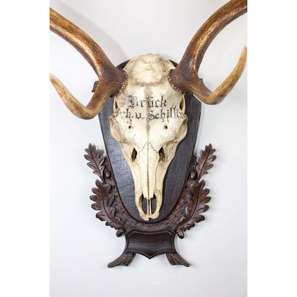 19th Century Fallow Deer Trophy from the Baron von Schilling of Germany 1