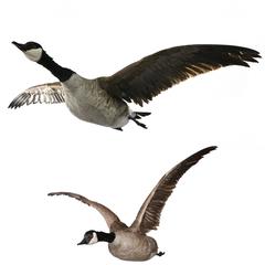 Vintage Set of Two Canadian Geese Taxidermy Specimens