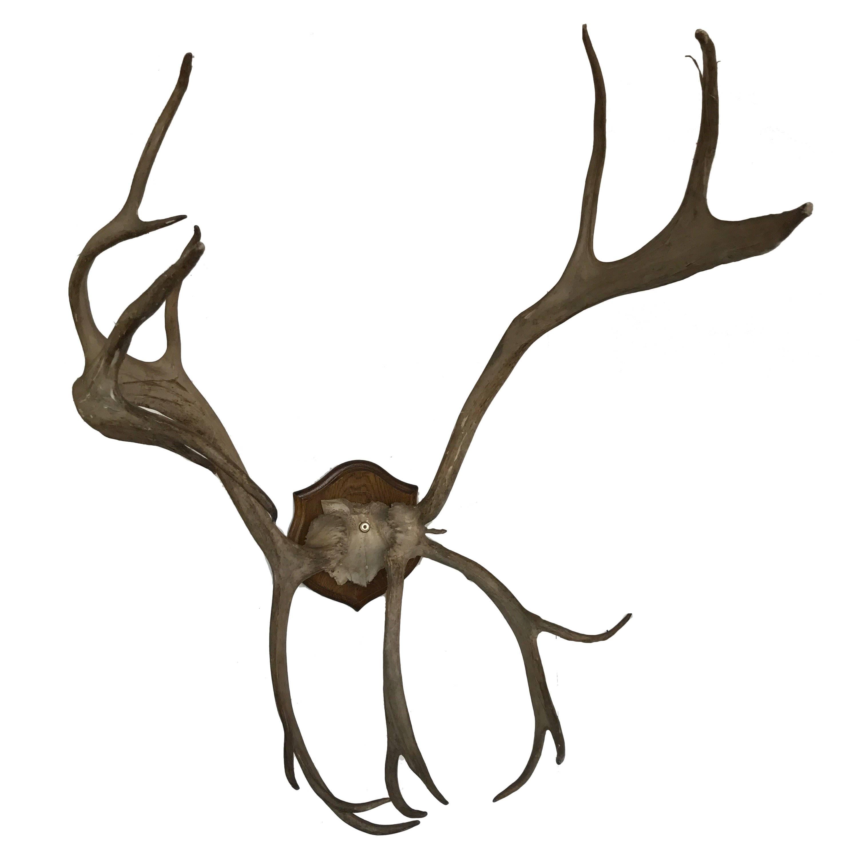 19th Century Mounted Antlers For Sale