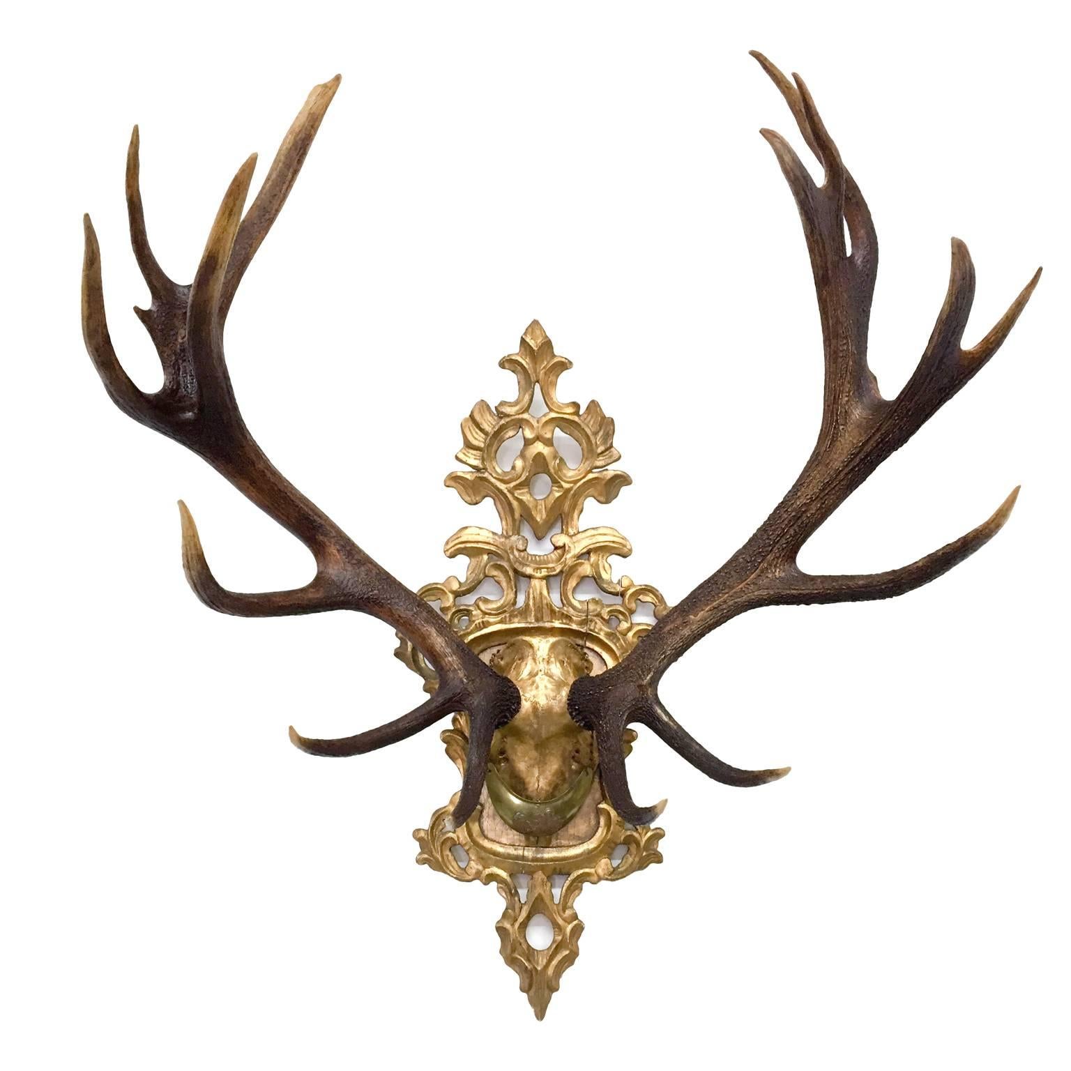 19th C. Habsburg Red Stag Trophy on Hand-Carved Gilt Rococo Plaque with Gilt Cap