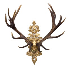Antique 19th C. Habsburg Red Stag Trophy on Hand-Carved Gilt Rococo Plaque with Gilt Cap