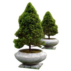 Planters with Trees