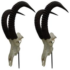 Large Pair of Sable Antelope Mounted Skulls with Curved Ringed Horns 5