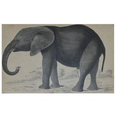 Original Antique Print of An Elephant, 1847