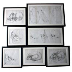 Group of Seven Framed Engravings of Skulls from the Natural History of Man