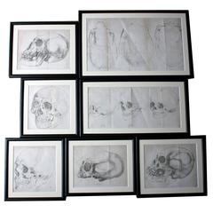 Group of Seven Framed Engravings of Skulls from the Natural History of Man Antique Group of Seven Framed Engravings of Skulls from the Natural History of Man