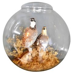 Taxidermy Terrarium with Two Perched Birds 10