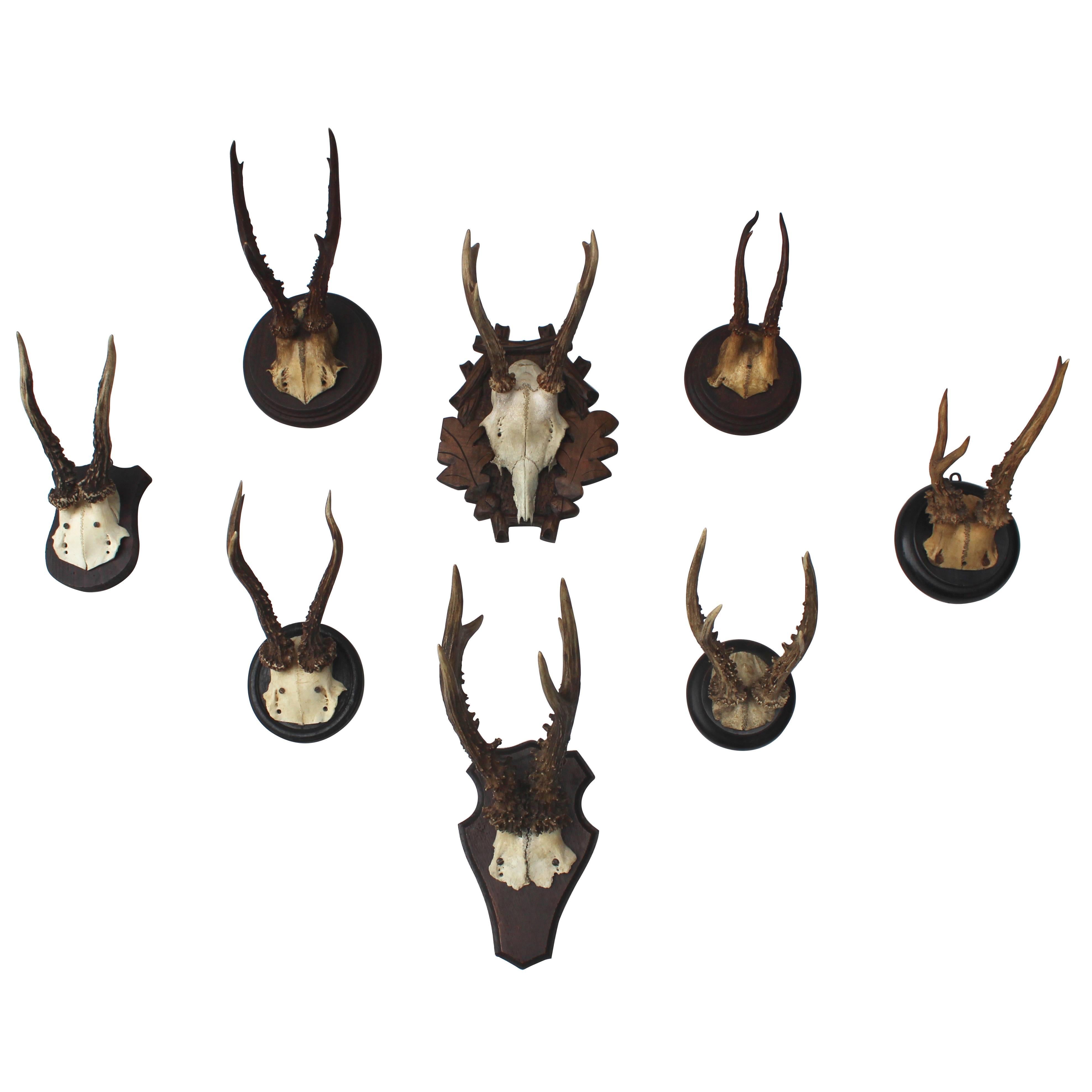 Set of Eight Antique Deer Trophies