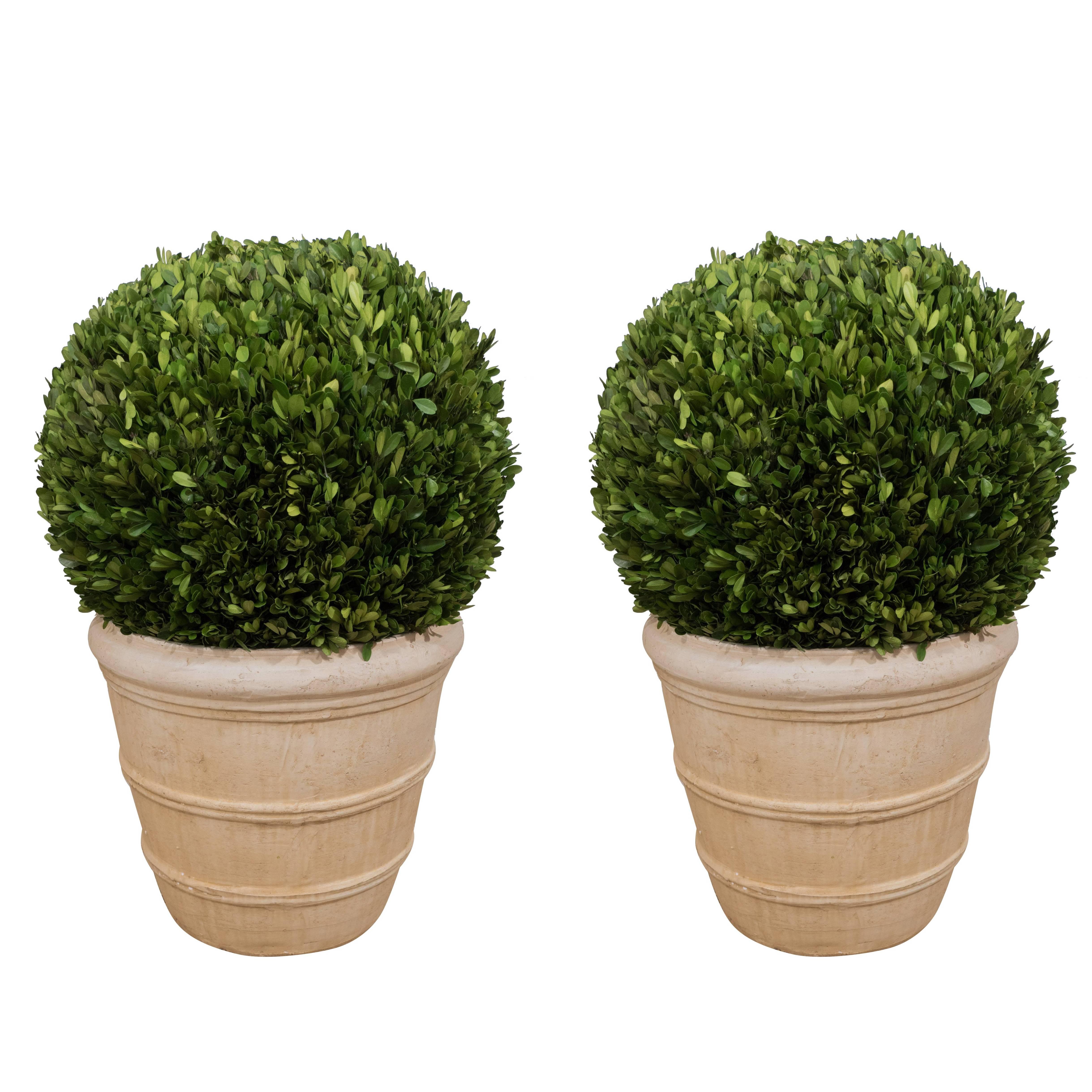 Large Boxwood Potted Ball Topiary at 1stDibs potted boxwood, large