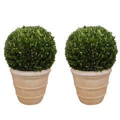 Large Boxwood Potted Ball Topiary
