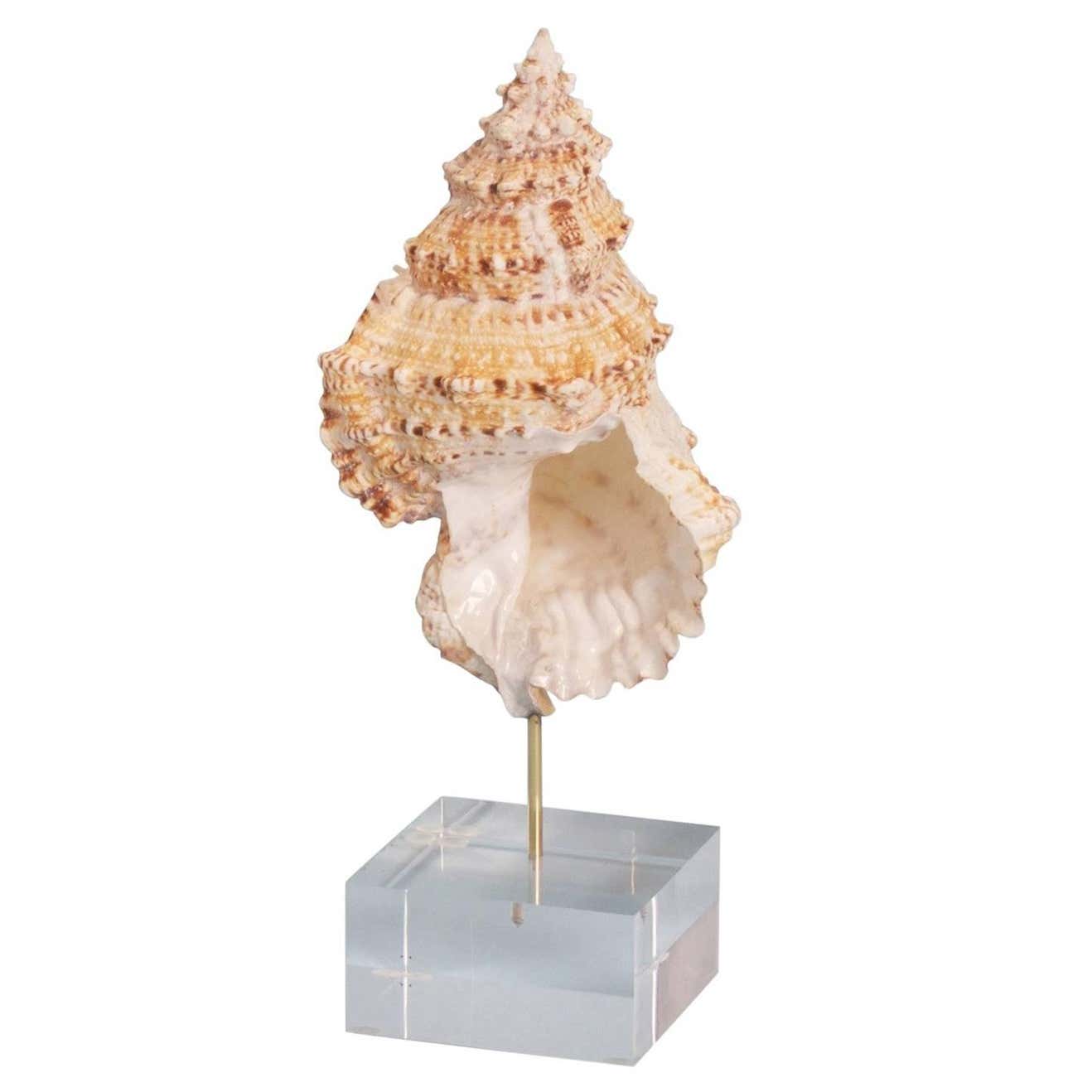 Cantharus Shell Specimen on a Custom Lucite or Wood Stand at 1stDibs