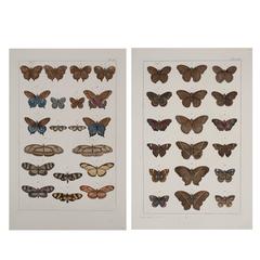 Albertus Seba Pair of 18th Century Hand-Colored Engravings of Butterflies 3