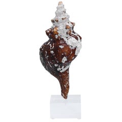 Barnacle Covered Horse Conch on a Lucite Base