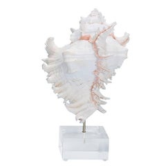 Pacific Murex Shell on a Custom Lucite Stand