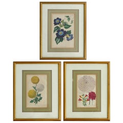 Antique 1830 English Botanical Engravings, Set of Three