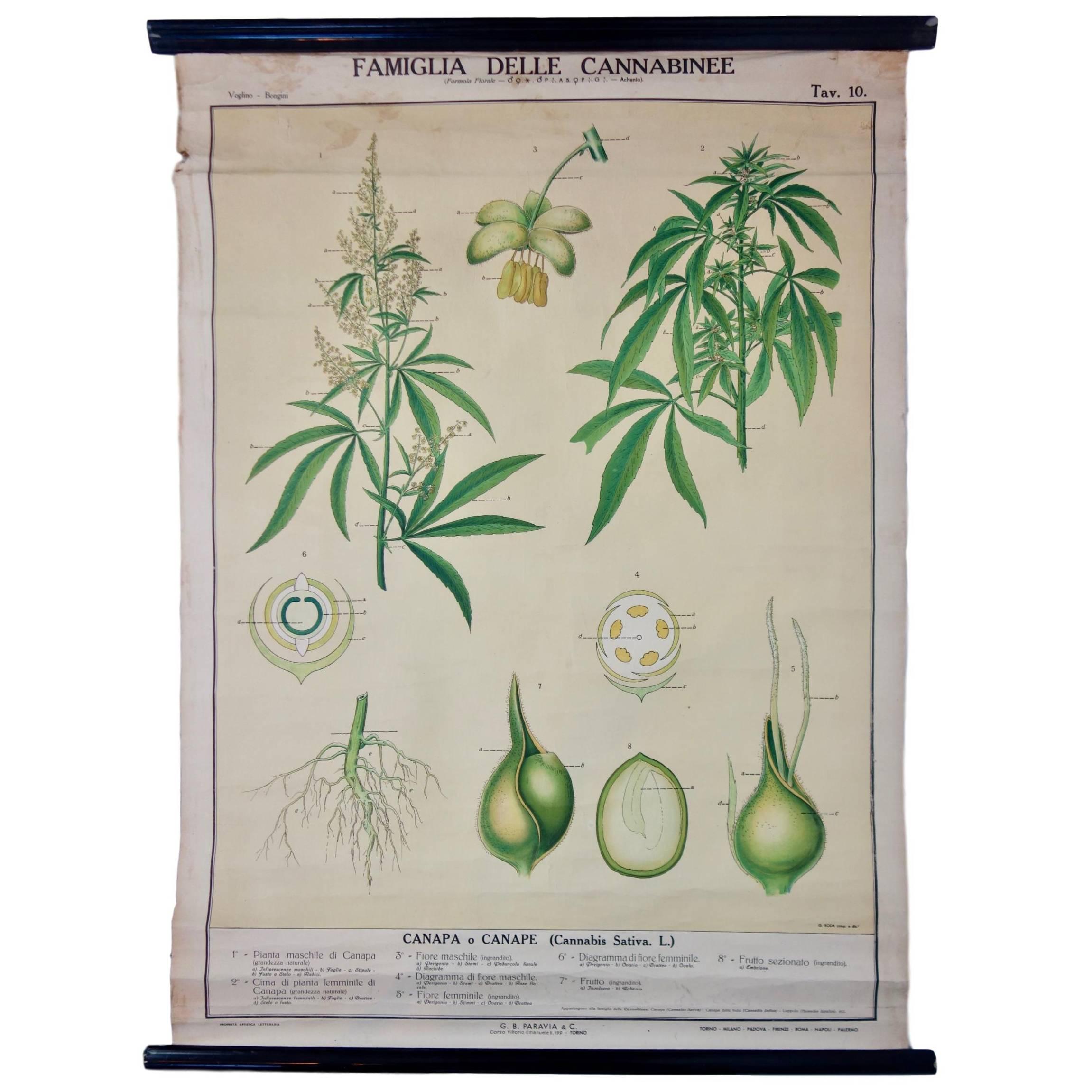 Vintage Italian Cannabis Educational Poster