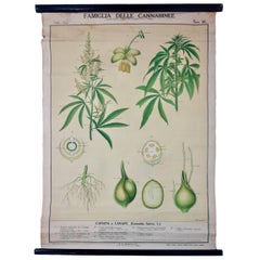 Retro Italian Cannabis Educational Poster