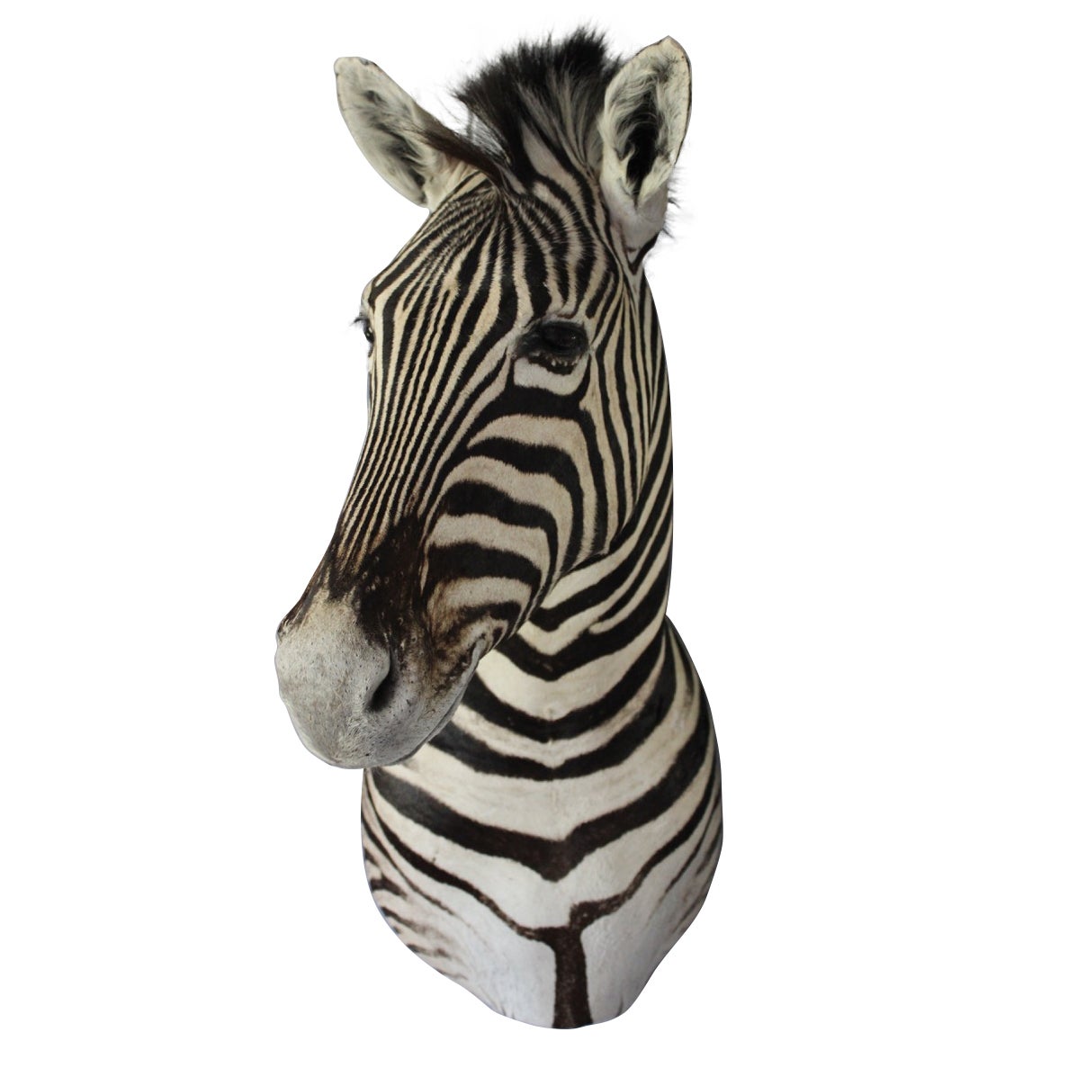 Taxidermy of Zebra Head Mounted on Wood Platform at 1stDibs