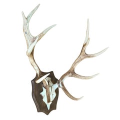 Pair of Mounted Stag Antlers