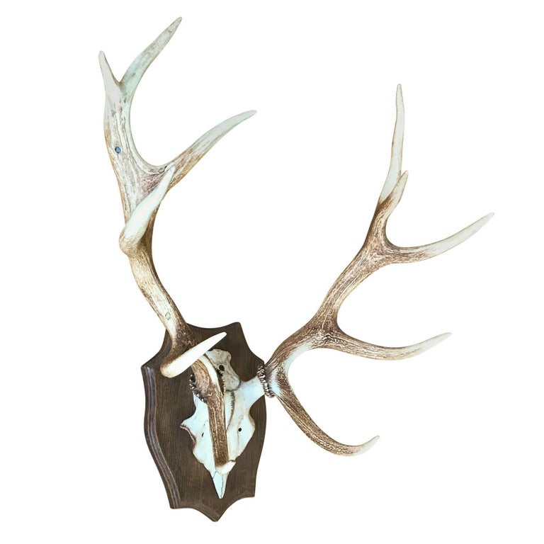 Pair of Mounted Stag Antlers at 1stDibs