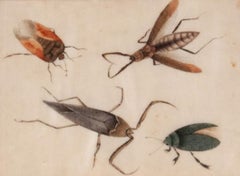 Chinese School 19th Century Watercolour - Study of Insects