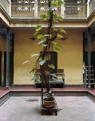 Split Leaf Philodendron, Dawn House, North Kolkata