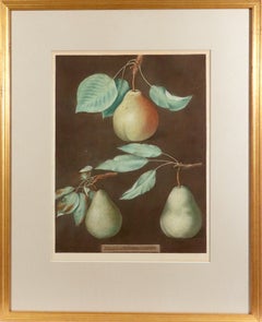 George Brookshaw Print of Pears from Pomona Britannica, Dated 1807