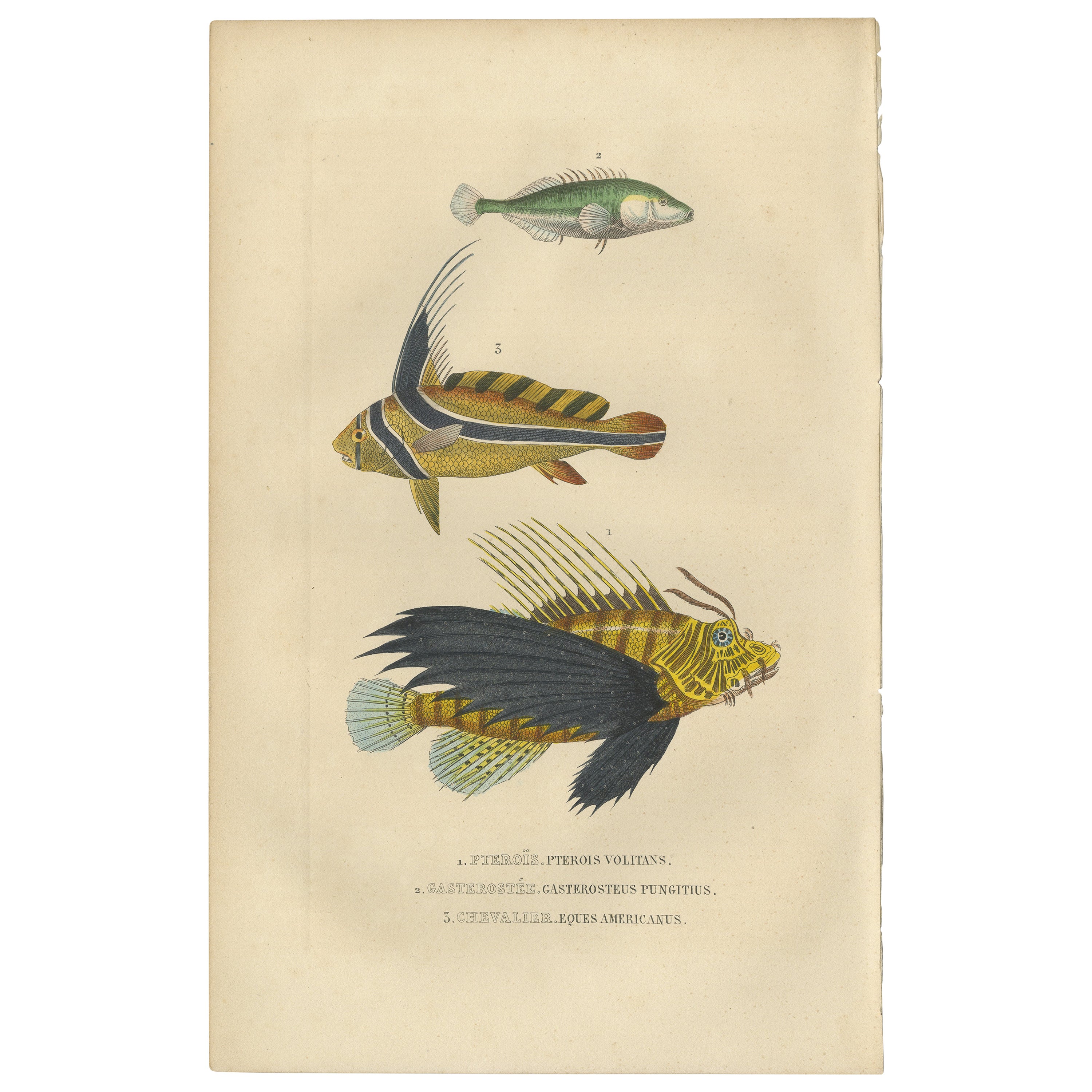Grabado original de un pez león, un espinoso y un tamboril coloreados a mano, 1845