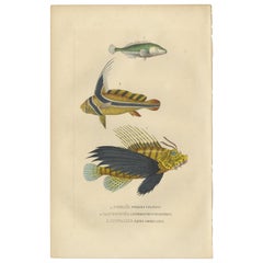 Gravure originale d'un poisson de lion coloré à la main, fermoir à bâton et tambour, 1845