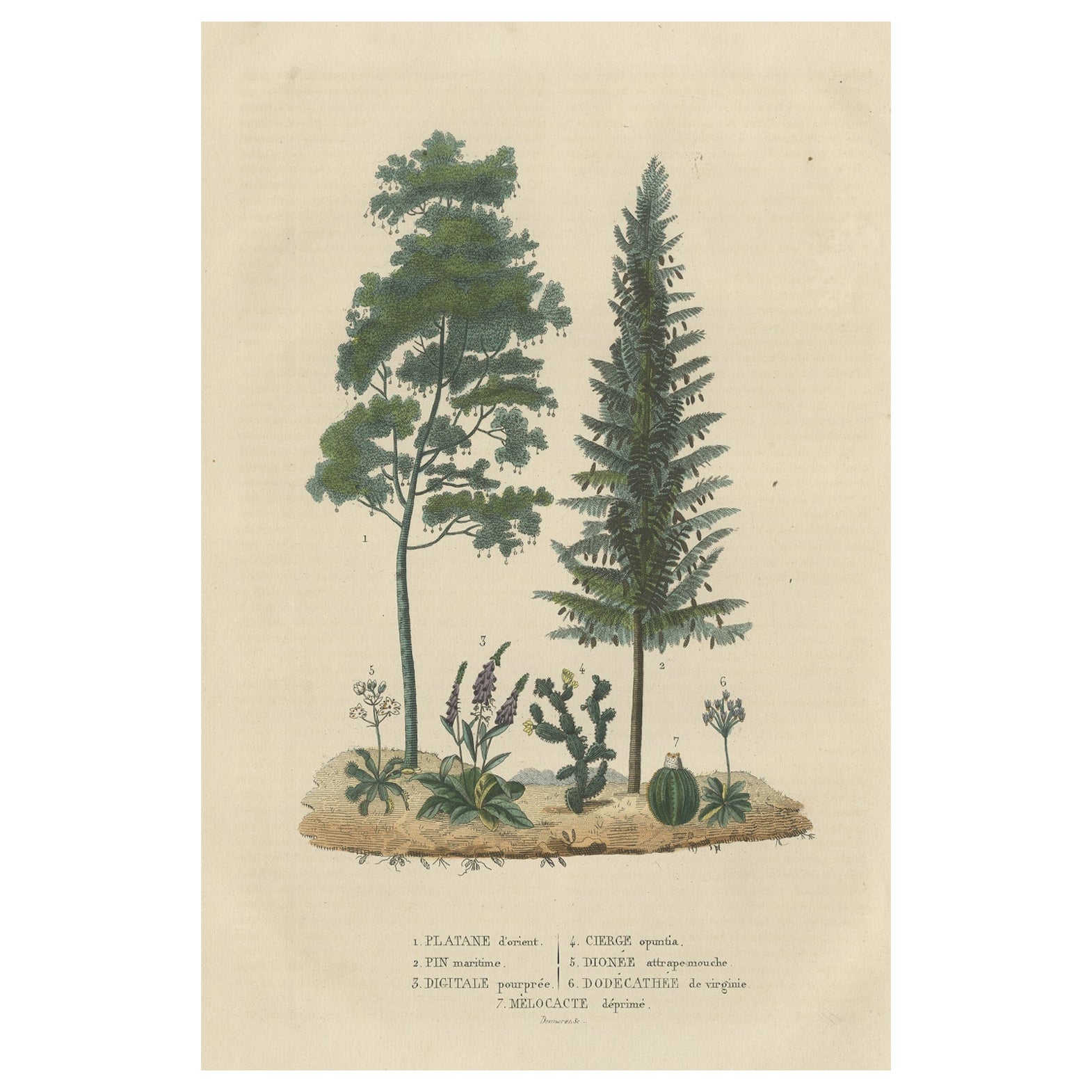 A Heritage of Flora: Original Antique Engraving of Diverse Plant Species, 1845 For Sale