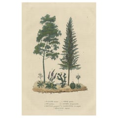 A Heritage of Flora: Original Antike, antike Gravur verschiedener Pflanzenexemplare, 1845