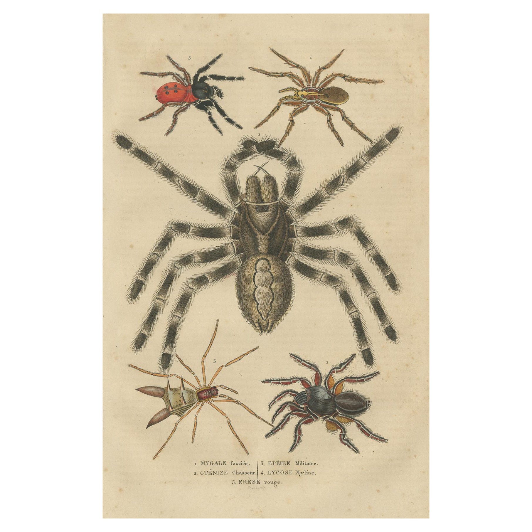 Étude arquée ancienne de 1845 : gravure colorée à la main de diverses spécifications d'araignées