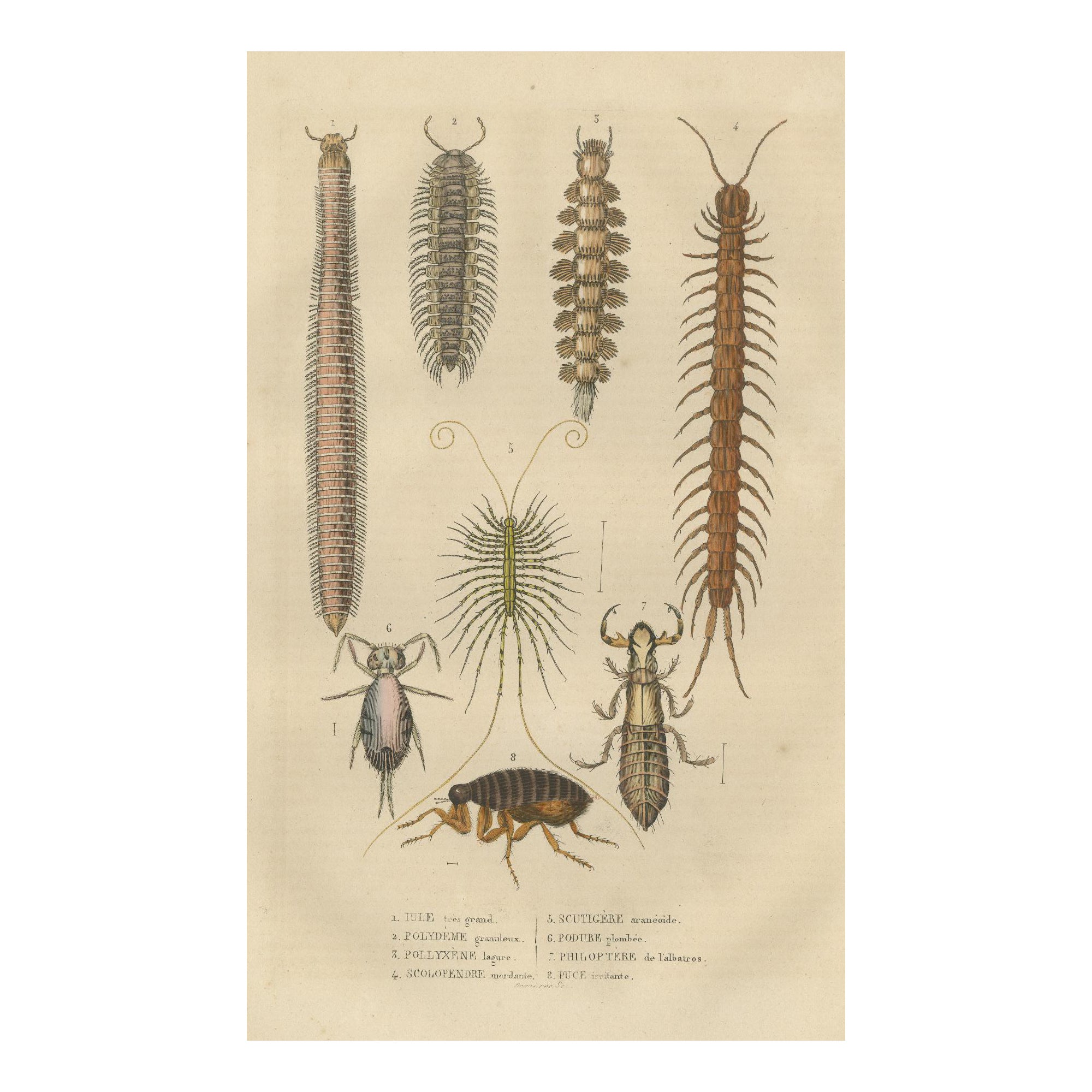 1845 Scientific Art: Handcolored Engraving of Marine Invertebrates and Insects For Sale
