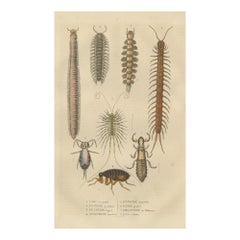 Art scientifique de 1845 : gravure colorée à la main d' Invertebrates et d'insectes marines