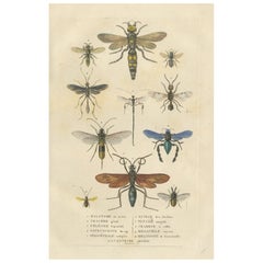 Vintage 1845 Entomological Handcolored Engraving of Bee and Wasp Species 