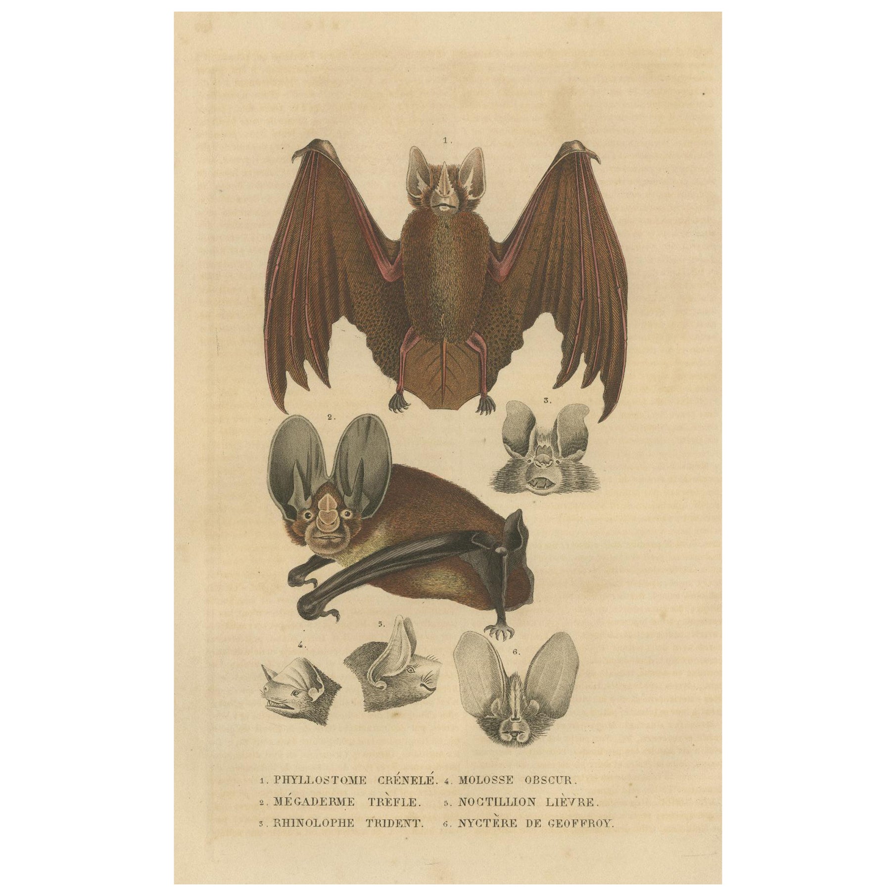 1845 Handcolored Bat Engraving: A Study of Chiroptera Diversity For Sale