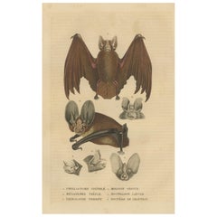 Vintage 1845 Handcolored Bat Engraving: A Study of Chiroptera Diversity