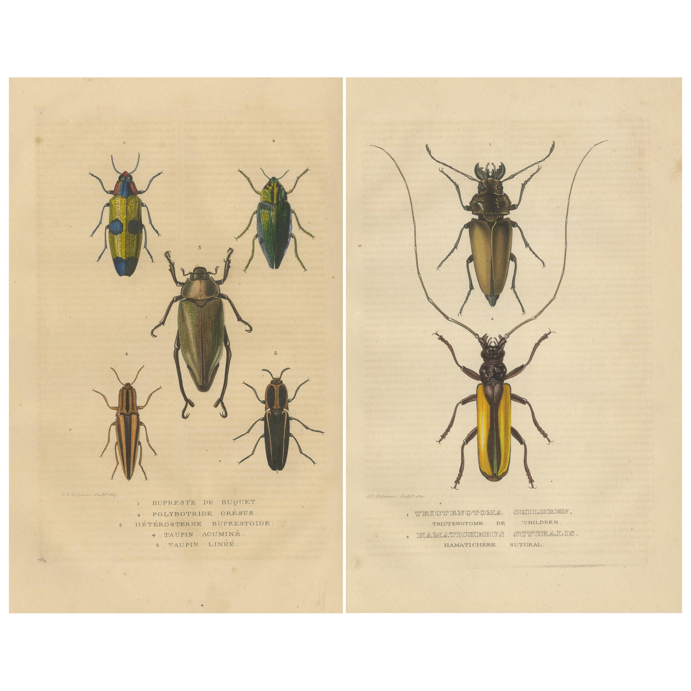 Exquisite 1845 Handcolored Beetle Engravings: A Duo of Entomological Elegance