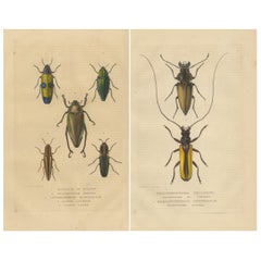 Exquisite 1845 Handcolored Beetle Engravings: A Duo of Entomological Elegance