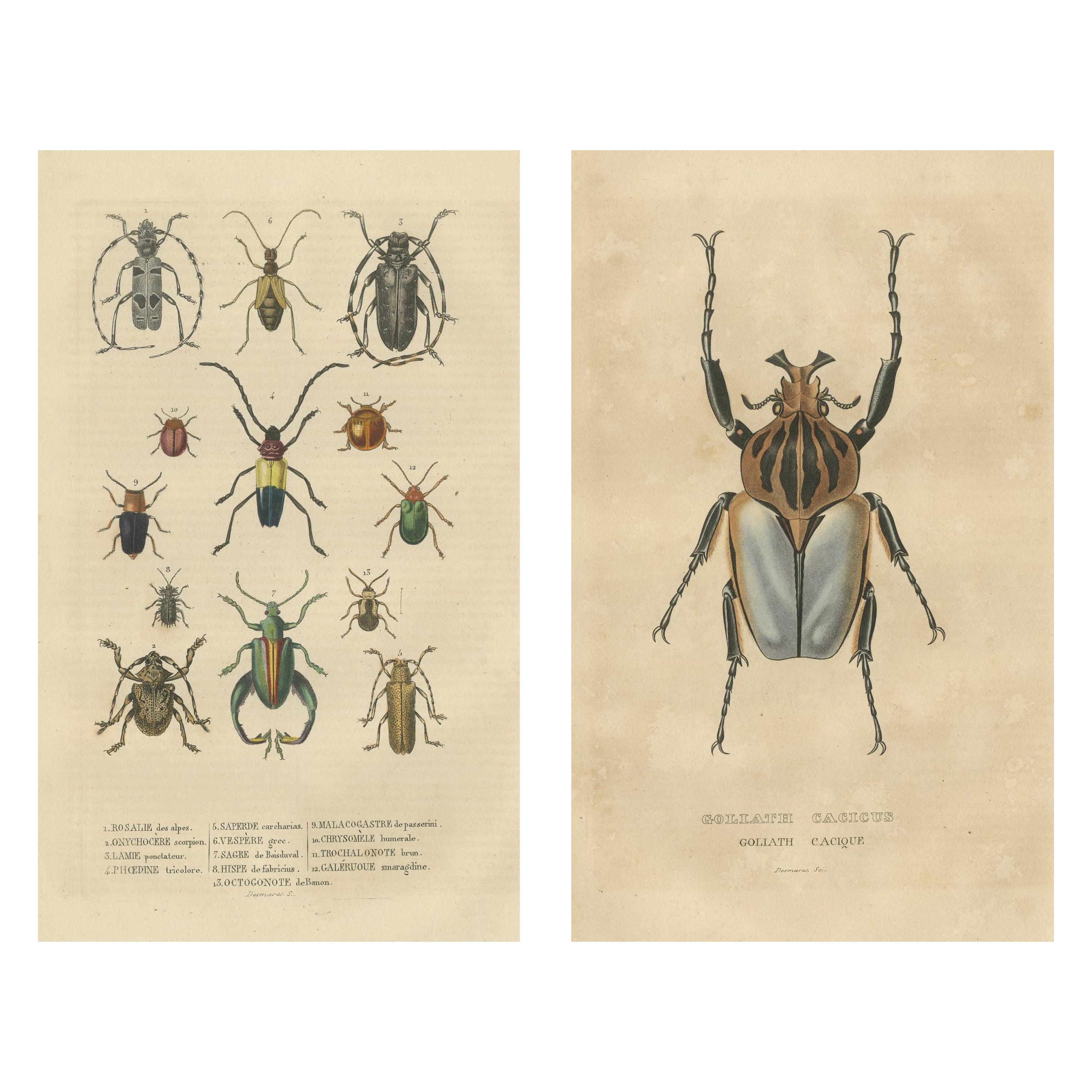 Beetles of the World: A Collection of Handcolored Engravings from 1845